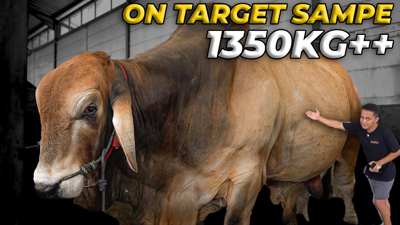 KENAPA SAPI BRAHMAN BISA LEBIH BERAT DARI SAPI PO?