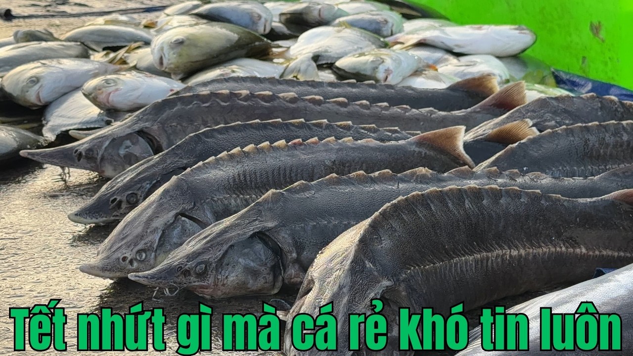 Chợ cá Bình Điền mùng 4 Tết Bính Ngọ