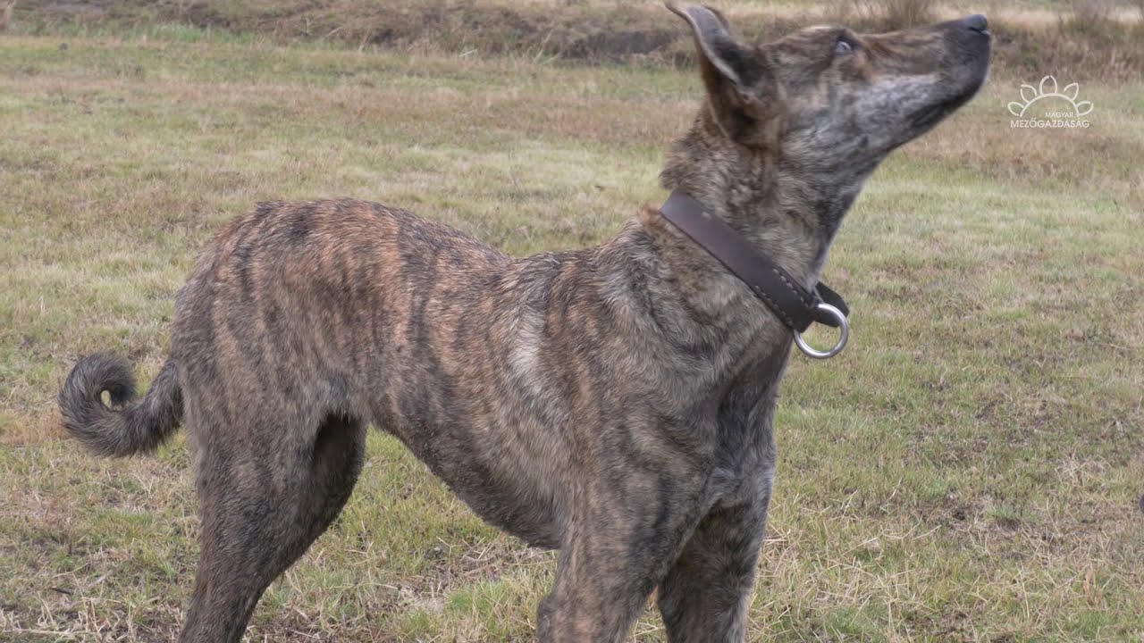 MMG - Ez a pásztorok kutyája - a sinka