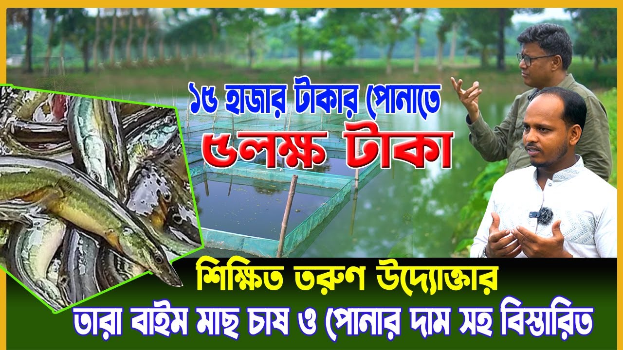 মাছের পোনার দাম ও কোথায় পাওয়া যায়। তারা বাইম মাছ চাষ খাবার ছাড়া