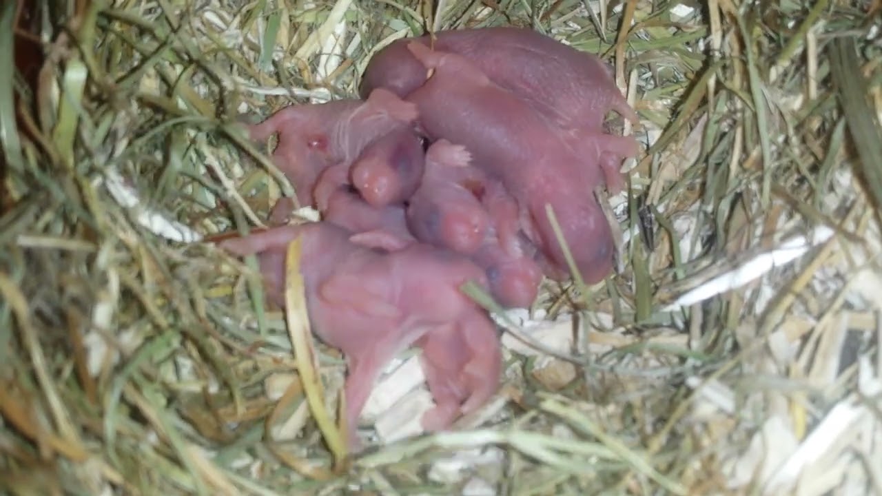 Teddyhamster Wurf210 Neugeborene Babies vom 15 02 2026 im Nest