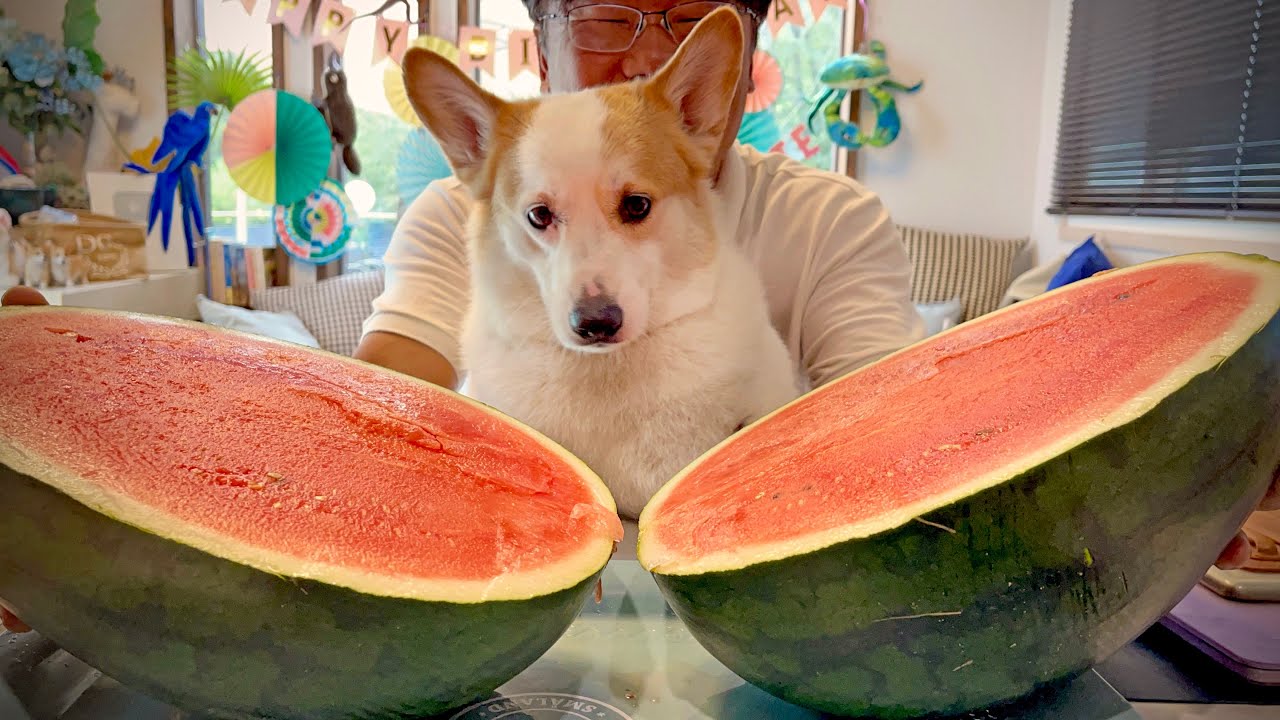 (Sub)실패하지 않는 수박 고르는법! 🍉