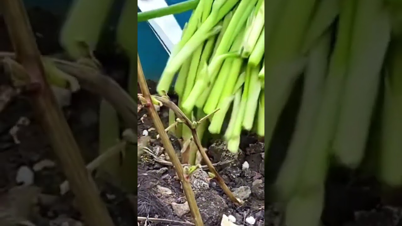 Enjoy fresh garlic leaves #satifying #shortsvideo
