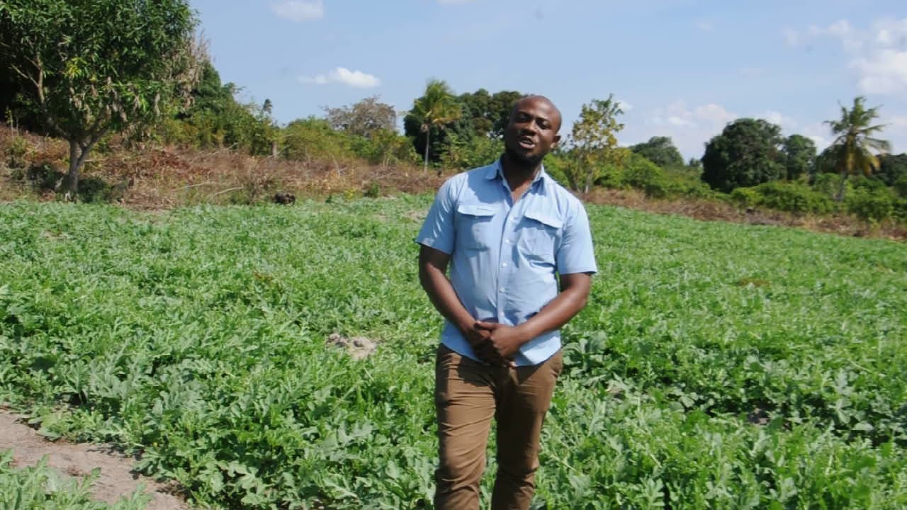 kilimo cha matikiti maji shamba darasa mkuranga kangeta kilimo
