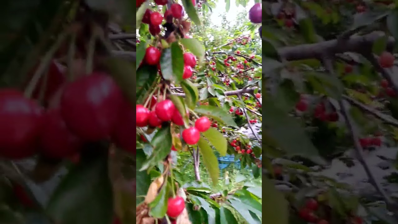 #home #summerseasonfruits#mountainhome #gardenview#morningroutine #greenerearth 🍒🥀🌹🍀🕊🌳