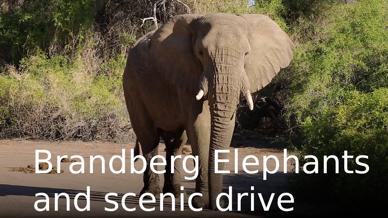 Awesome Brandberg Mountain Elephants, birds and scenery
