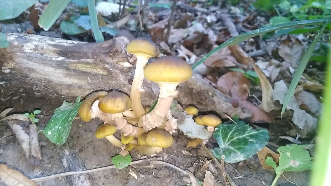 Puza, Armillaria mellea