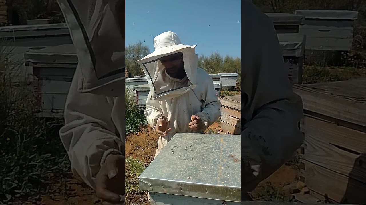 كيفية إدخال ملكة عذراء أو ملقحة على طرد
