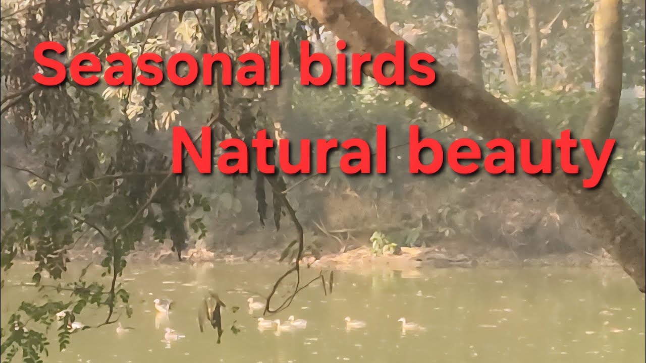 BEAUTIFUL SEASONAL BIRDS IN POND AT FOGGY MORNING. 🐦 🦆👌