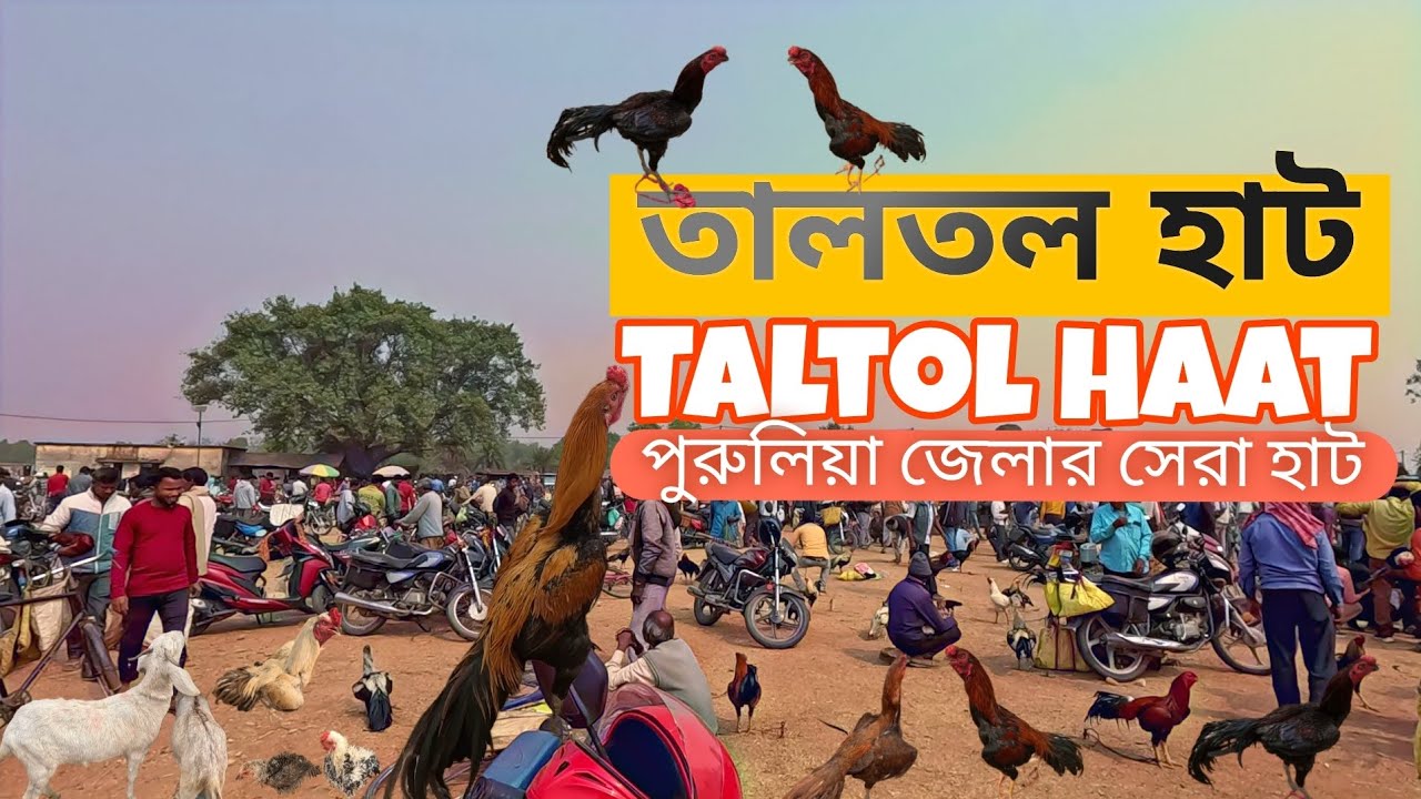 সস্তার সেরা মোরগ কিনতে আসতে হবে | তালতল হাট | Taltol haat | Purulia full vlog with @Achena Porshi