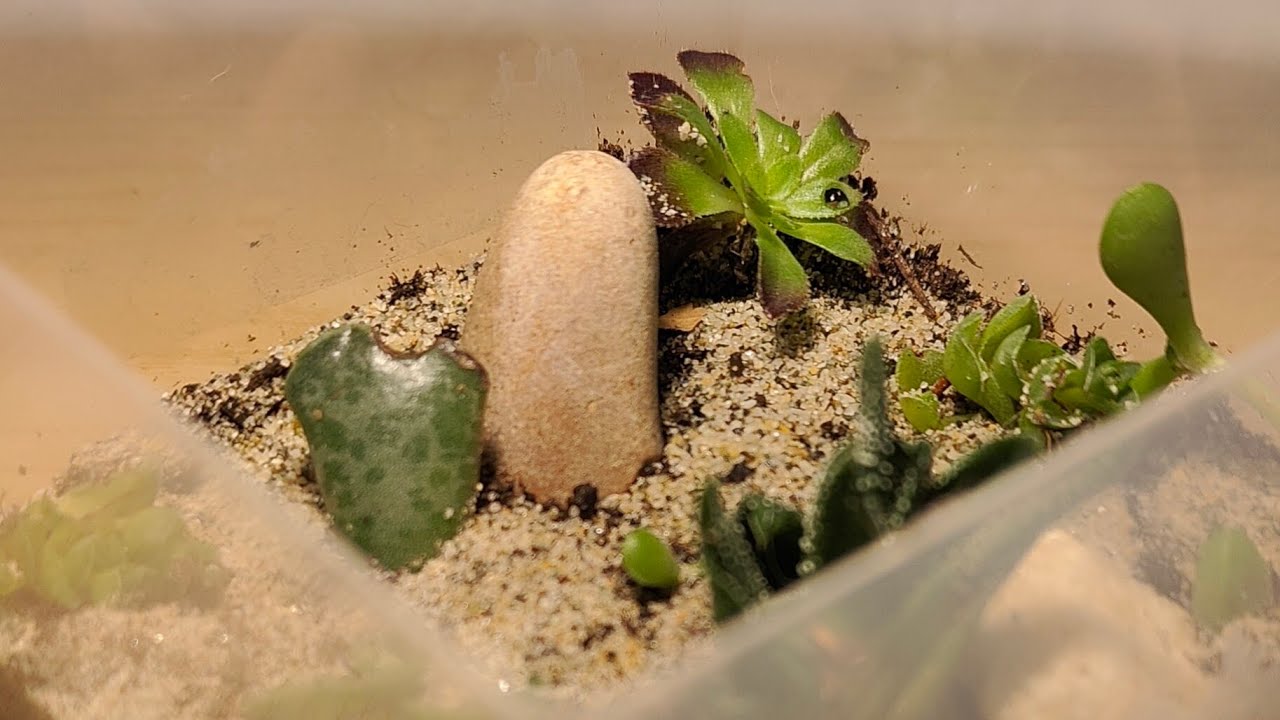 Mini terrario desertico! 🏜️