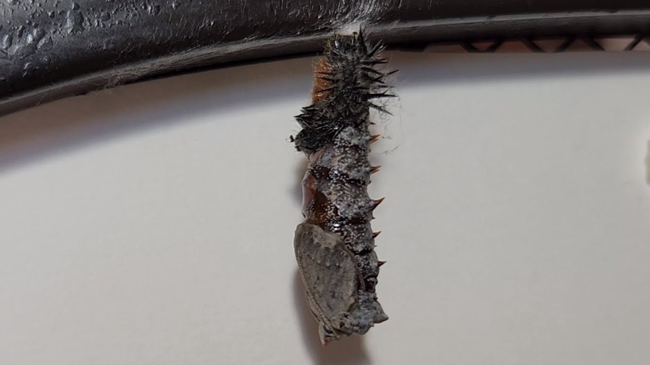 *Time-lapse*MOURNING CLOAK* (Forms A CHRYSALIS)