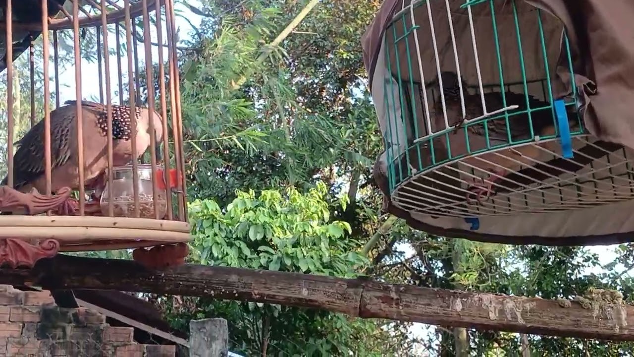 Bổi nổi và mồi 