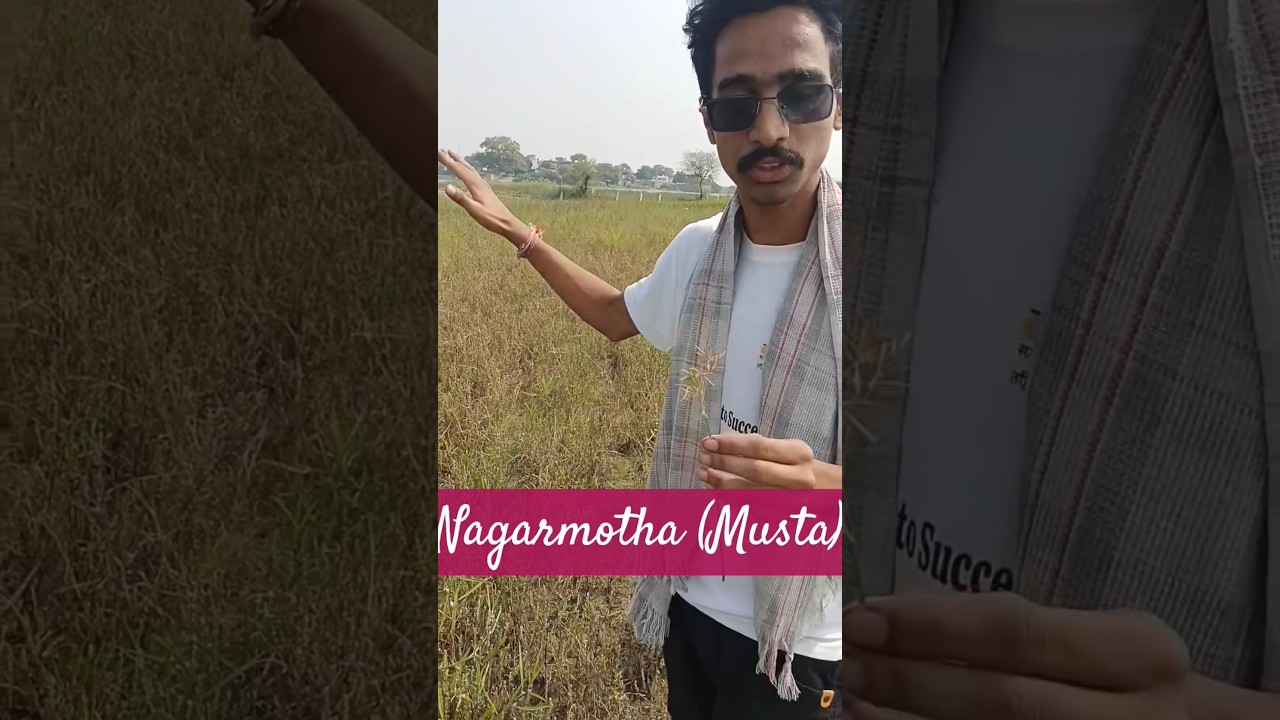 Nagarmotha (Musta) ayurvedic herb Rajasthan #ayurveda #education