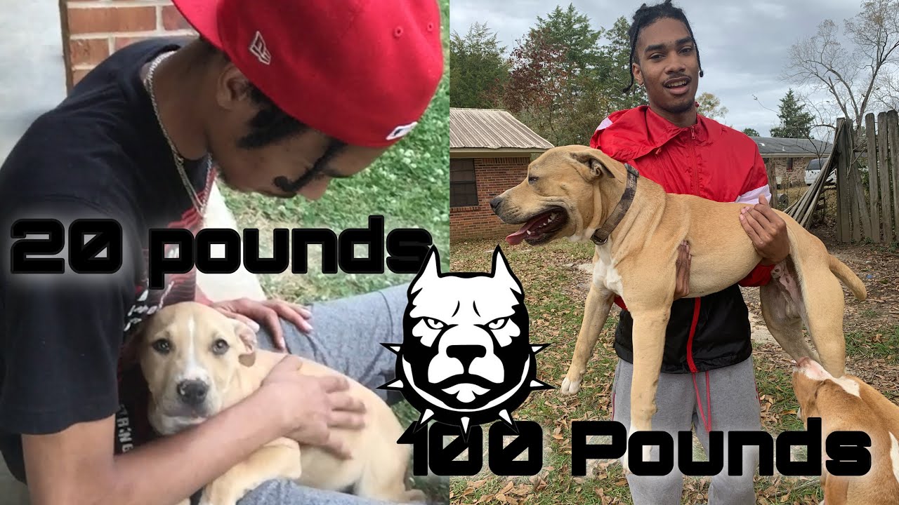 How To Add 100 Pounds To Your Pitbulls Or Bully’s (Gorilla Max 2021)🦍
