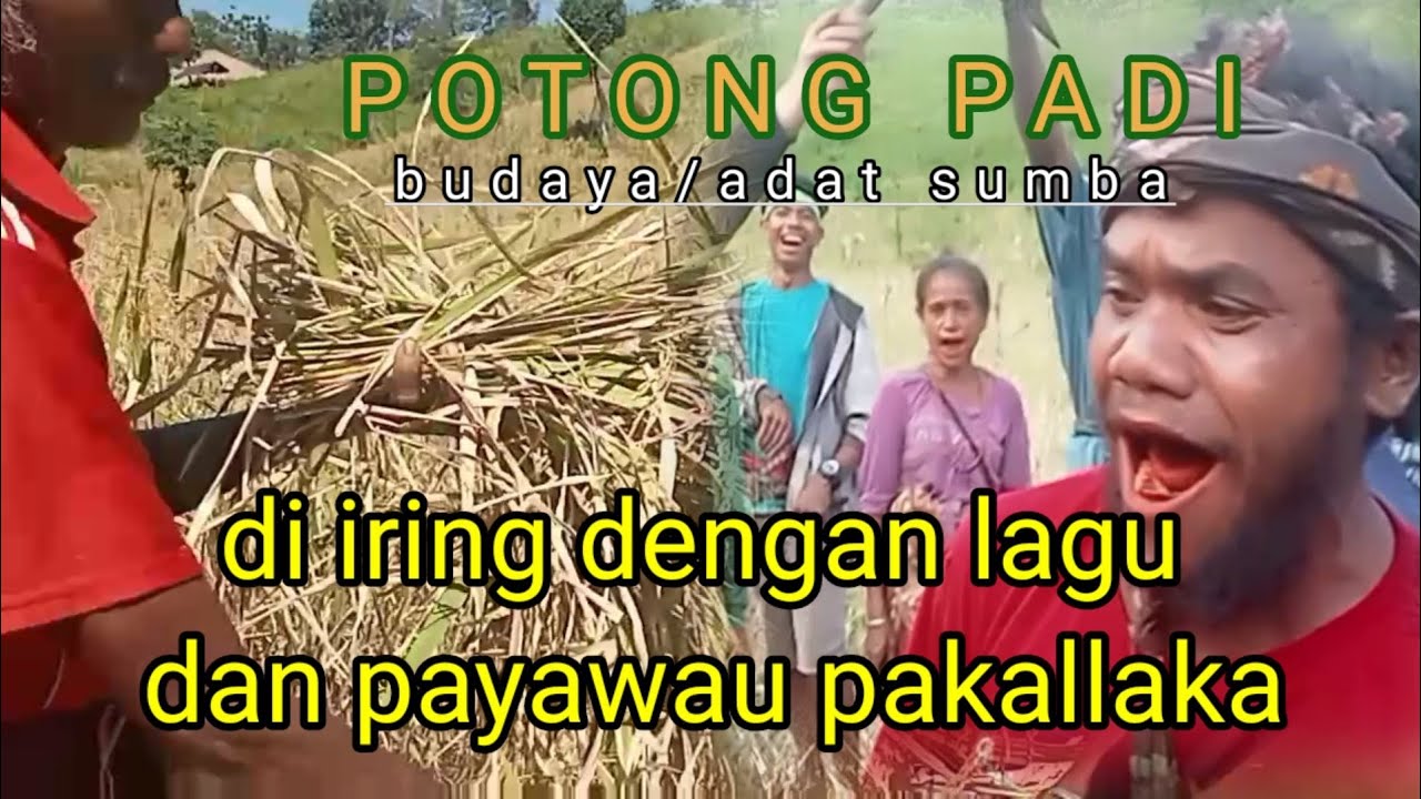Panen padi dengan budaya//adat sumba||@heridonaofficial