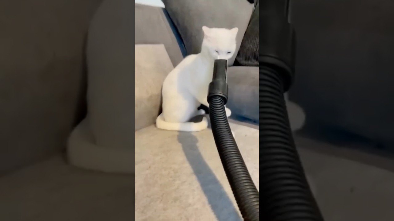 Die Reaktion der Katze war zu lustig😂