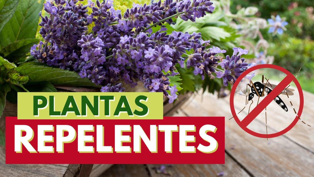 5 PLANTAS REPELENTES DE MOSQUITOS/PERNILONGOS... AFASTE OS INSETOS CULTIVANDO ESSAS PLANTAS!