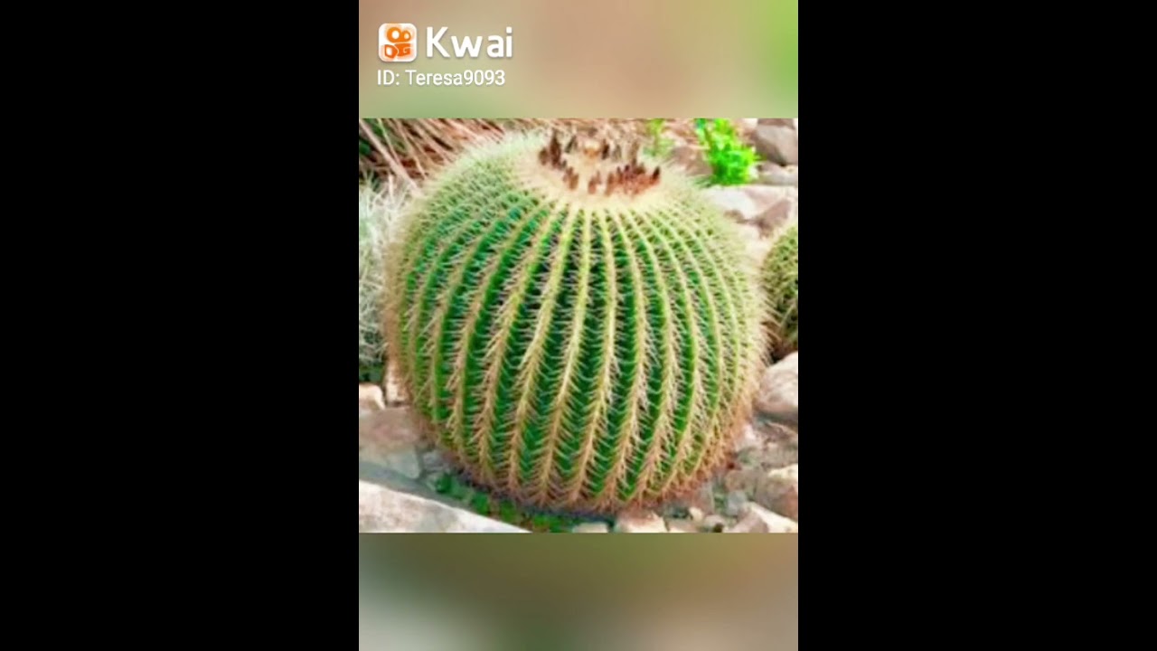 #cactos #cactus #suculenta                 cactos lindos