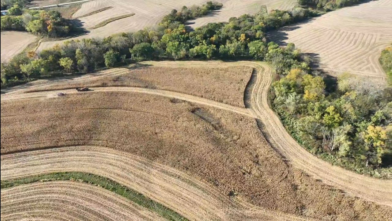 Урожай кукурузы 2025 года, часть 2