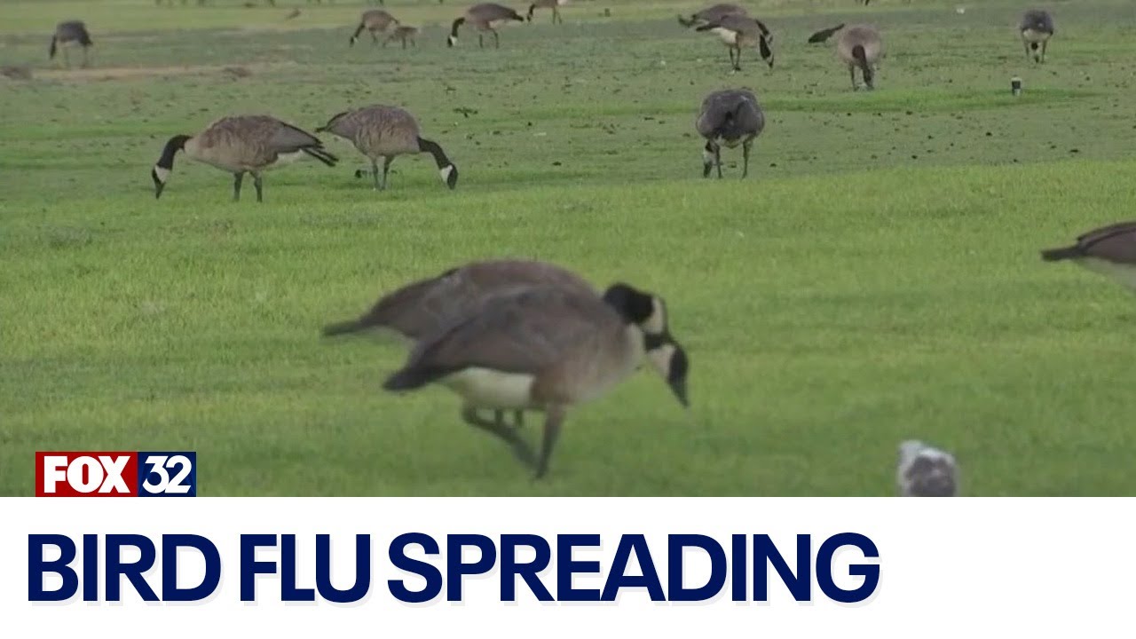 First human case of bird flu detected in Nevada