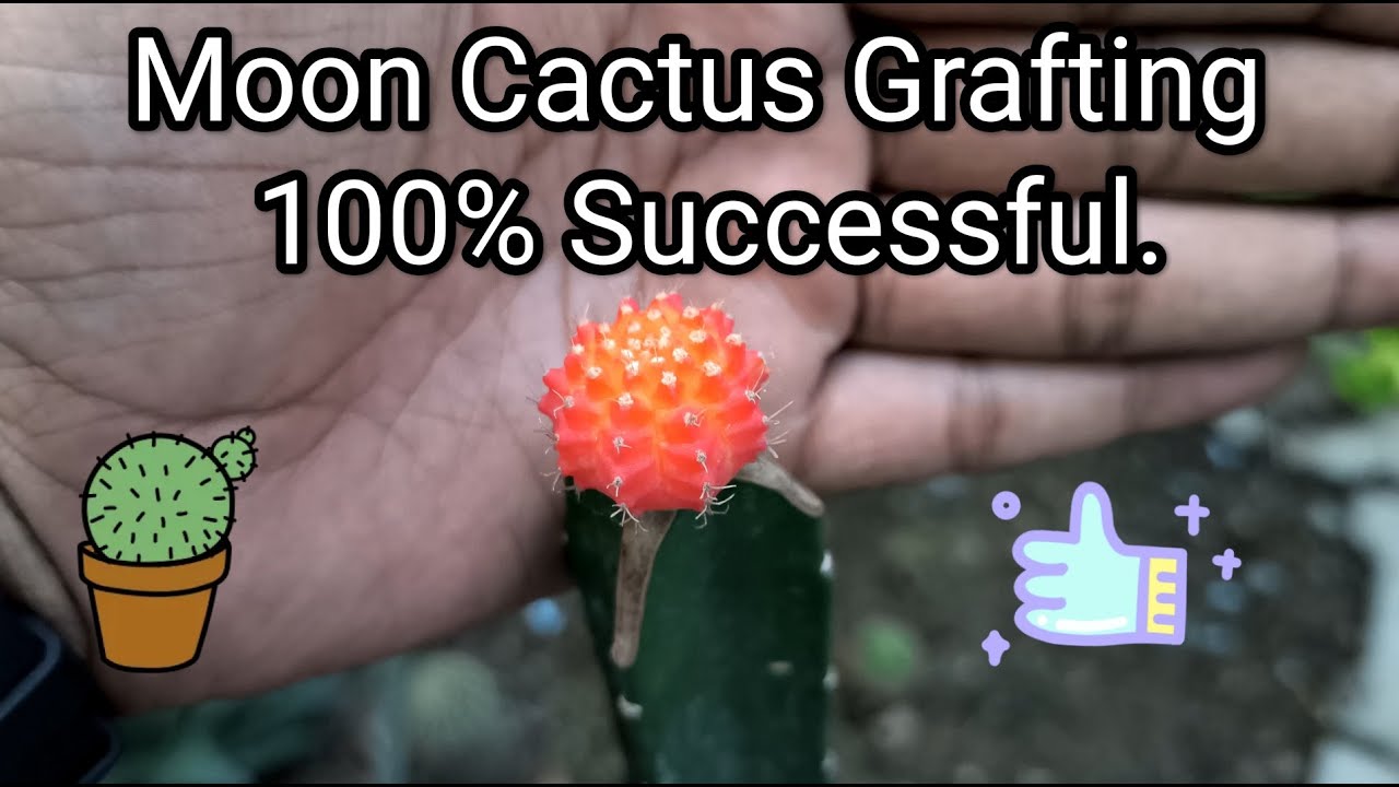Moon Cactus Graft | Moon Cactus Care | Moon Cactus Propagation | Moon Cactus Soil Mix