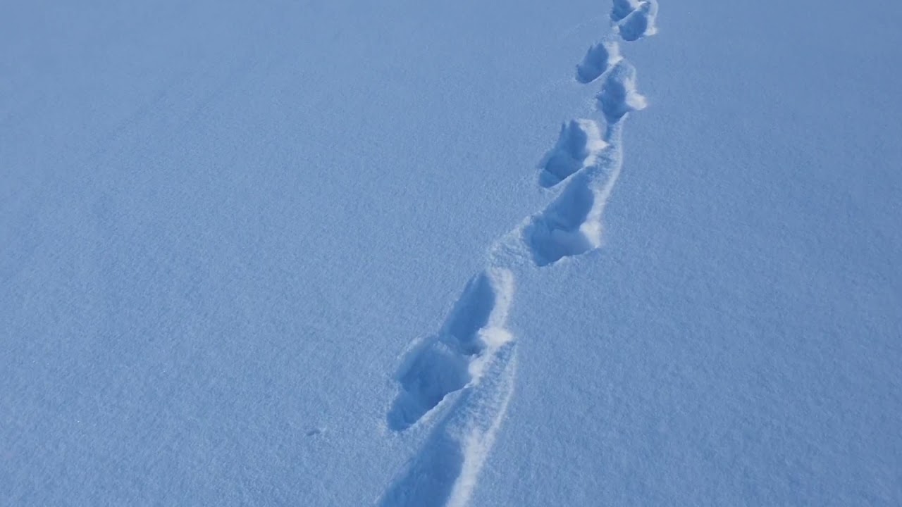 Pėdsakai 2016