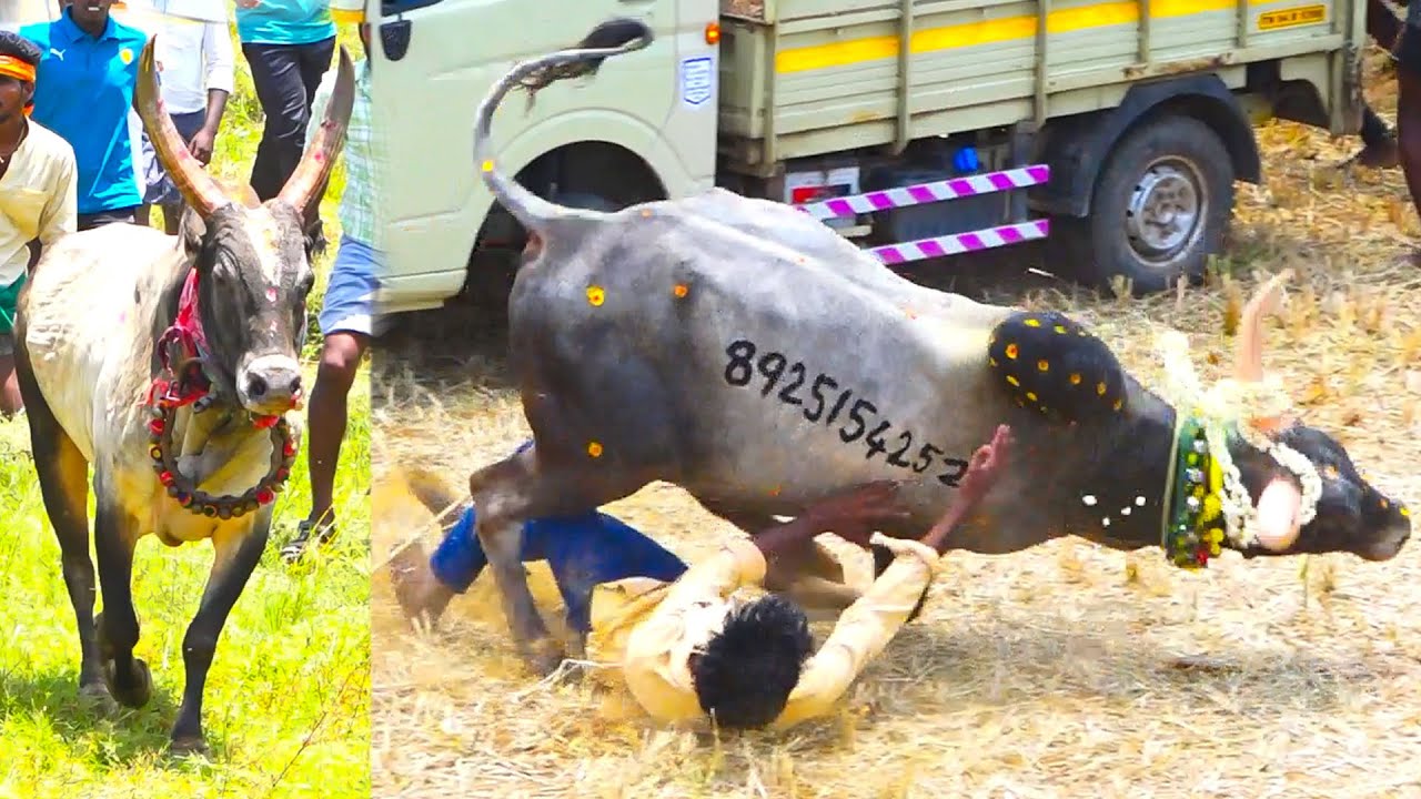 URANGANPATTI MANJUVIRATTU