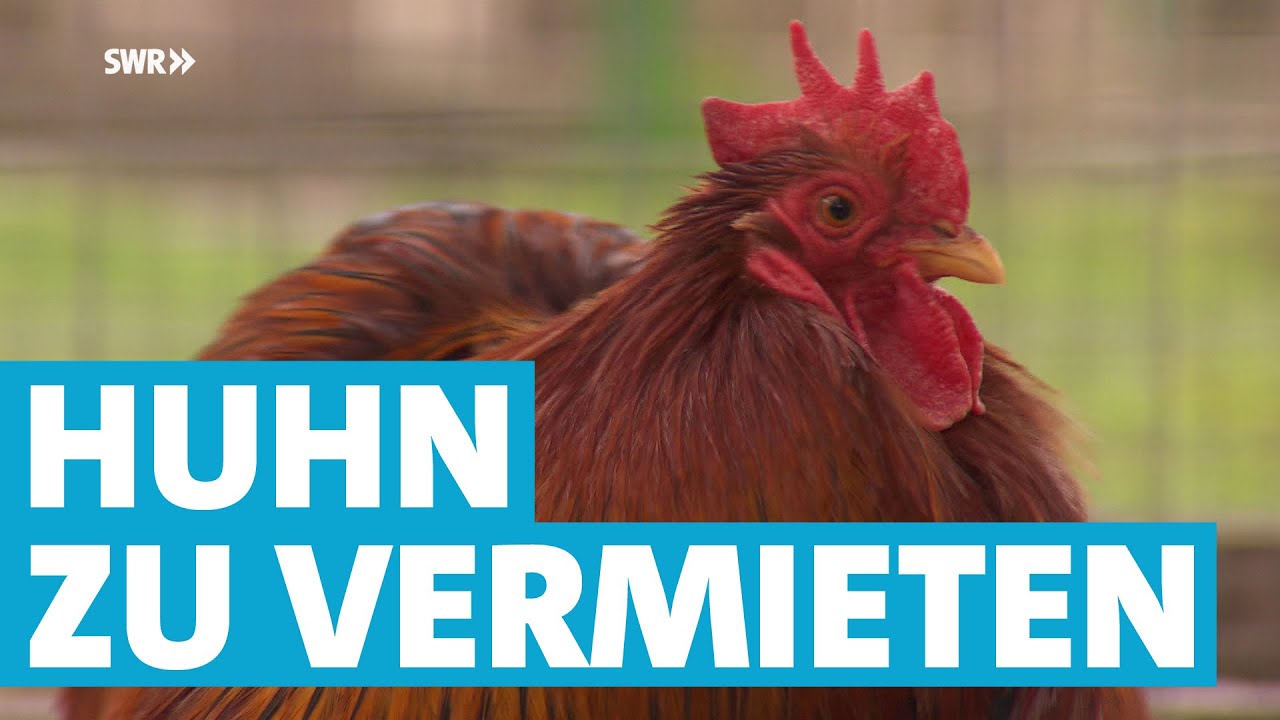 Huhn zu vermieten - 
