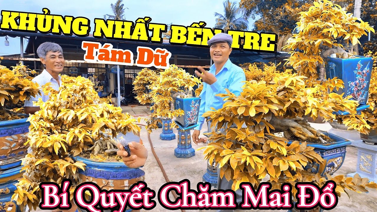 Thành Công Học Kỹ Thuật Trồng Mai Tứ Quý Đổ Bay Khủng Nhất Bến Tre – Vườn Mai Tám Dữ Gây Sốc Cả Nước