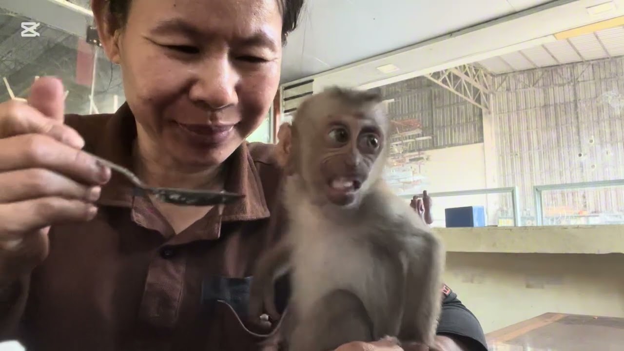 Mary likes to eat ice cream #monkey #animals #asmr