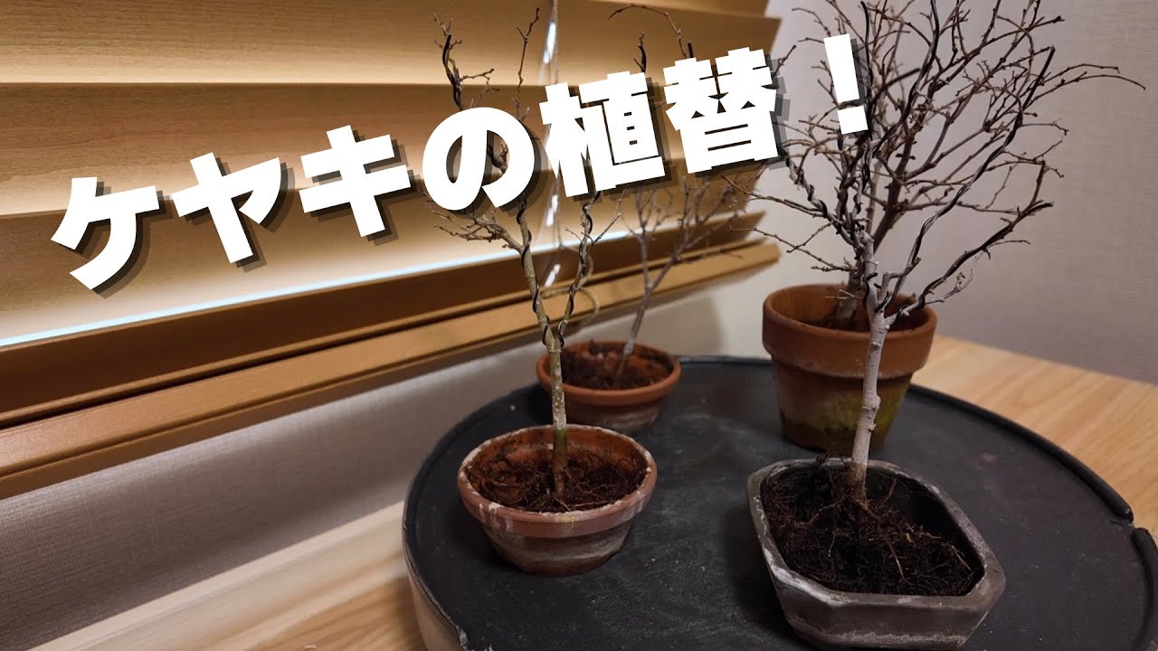 【盆栽】根張りの良い欅盆栽を目指して！ケヤキの植替え
