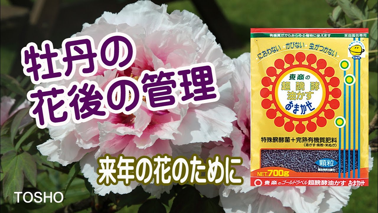 牡丹の花後の管理～来年の花のために