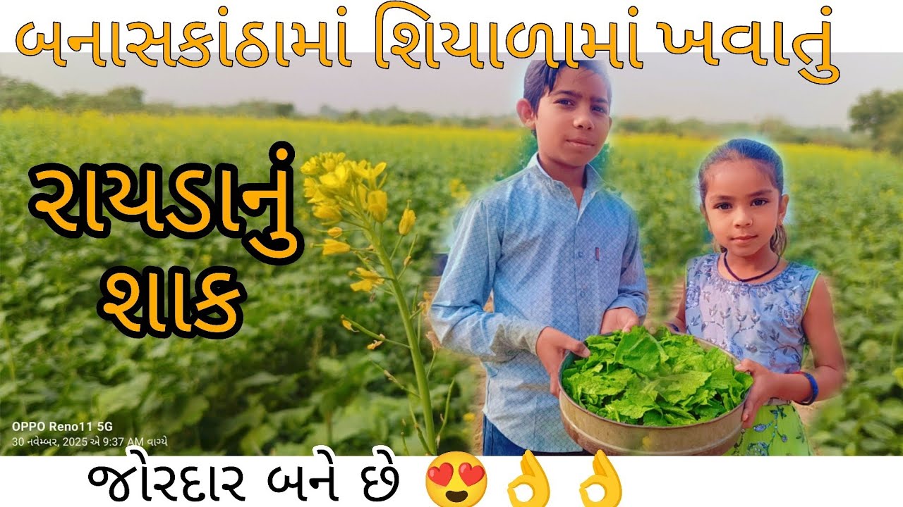 બનાસકાંઠામાં ખવાતું રાયડાનું શાક 😍👌👌
