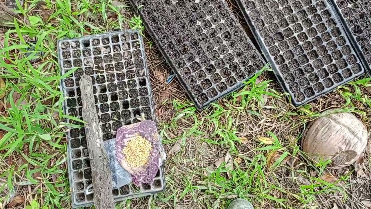 Cara menyemai bibit cabe dipot tray agar tumbuh cepat dan sehat
