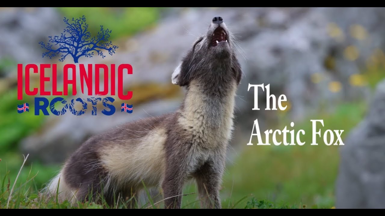 The Arctic Fox-Iceland's Only Native Mammal