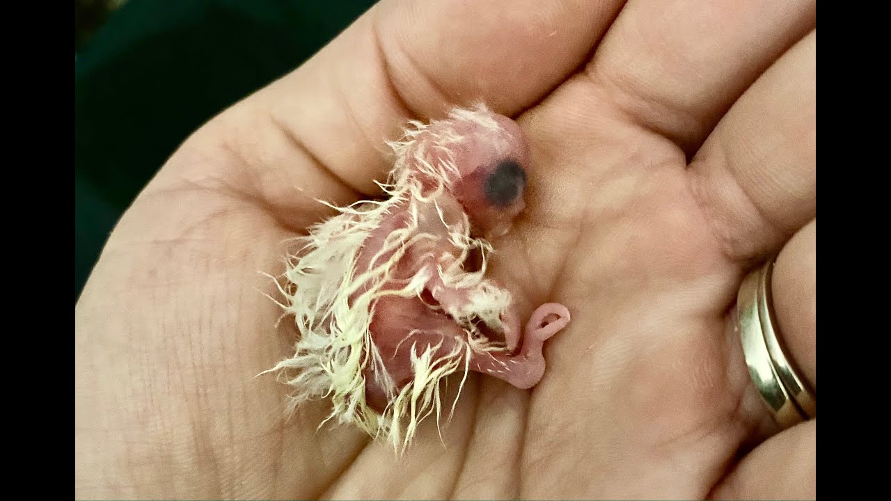 Raising Cockatiel From Incubator