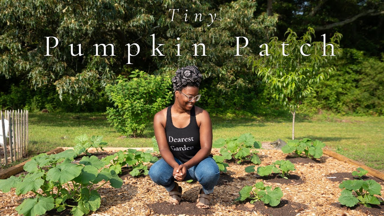 Creating a Mini Pumpkin Patch with 3 Week Growth Update!!