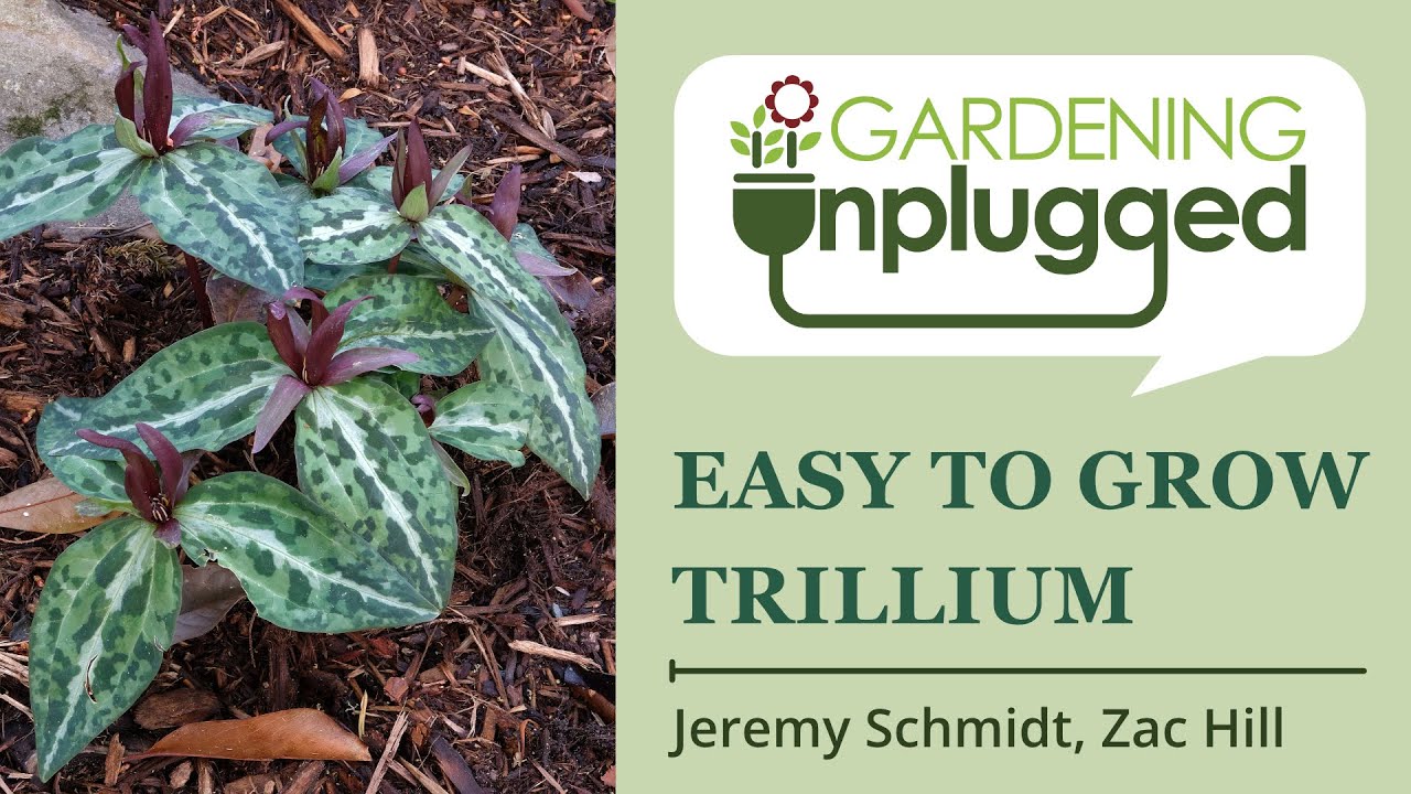 Gardening Unplugged - Easy to Grow Trillium with Zac Hill and Jeremy Schmidt
