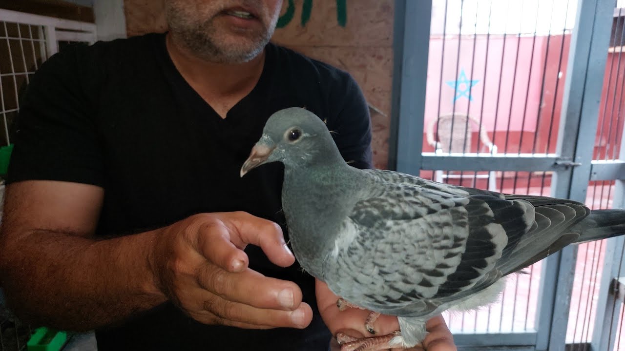 مجموعة زغاليل معروضة للبيع،بدون أي ظروف تذكر🕊🕊بحضور التنظيم المختفي مند فترة🫣🫣🫣