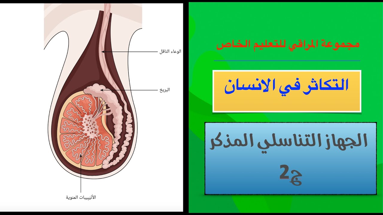 الجهاز التناسلي في ذكر الانسان ج2 | الأحياء | حصص الشهادة السودانية