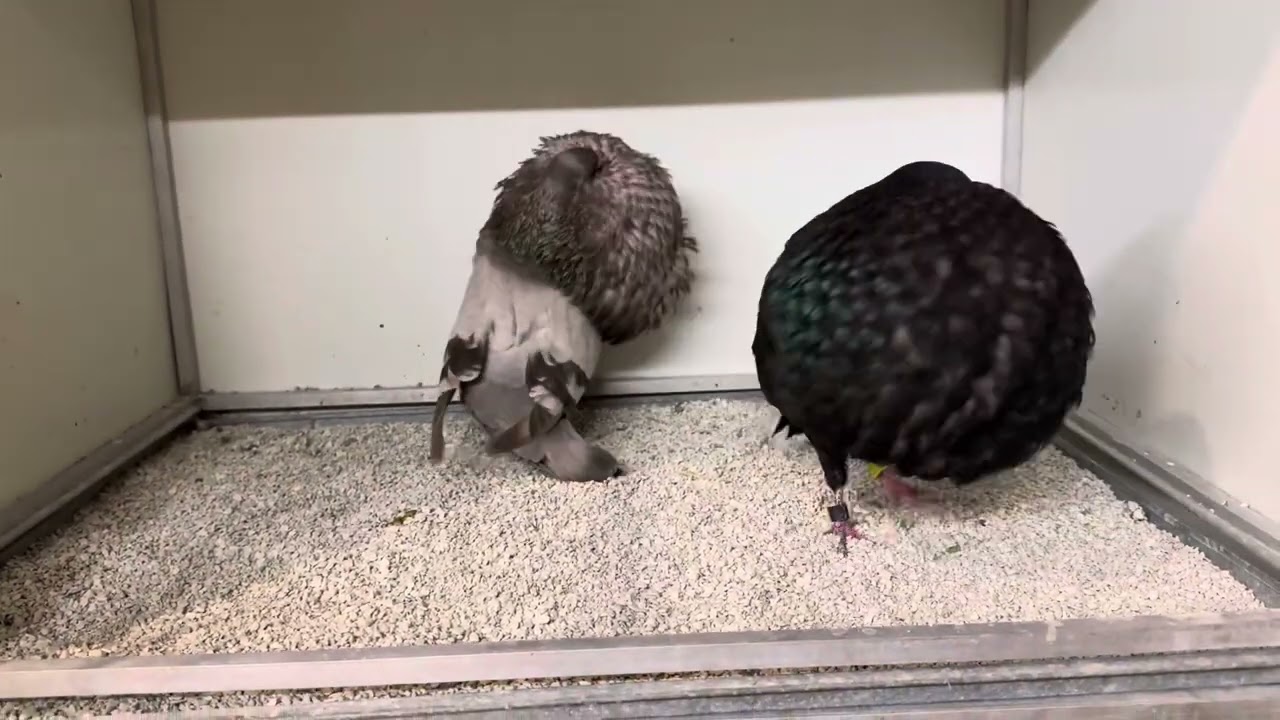 Algunos de mis Gaditanos.