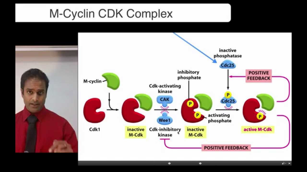 M Cyclin CDK Complex