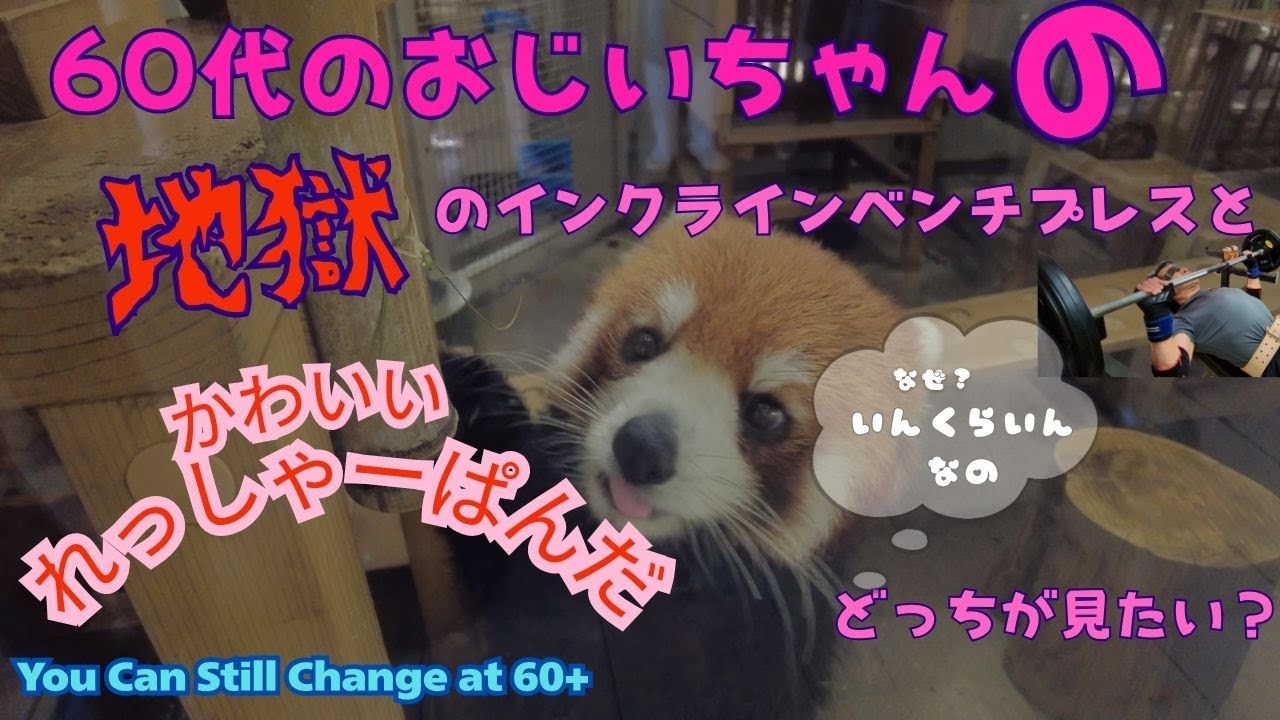 60代おじいちゃんの胸トレ｜地獄のインクラインベンチプレス