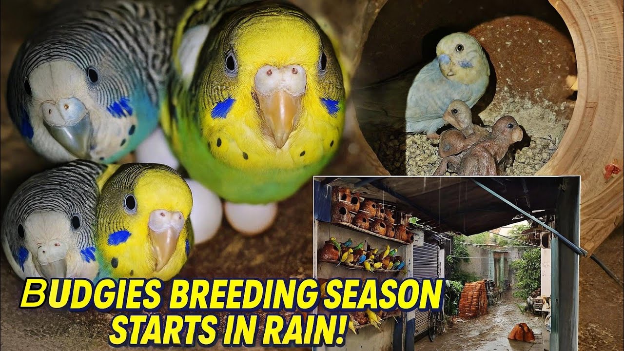 Budgies Breeding Season Starts in Rain! Must-Do Care Tips #birdcare #budgies #lovebirds