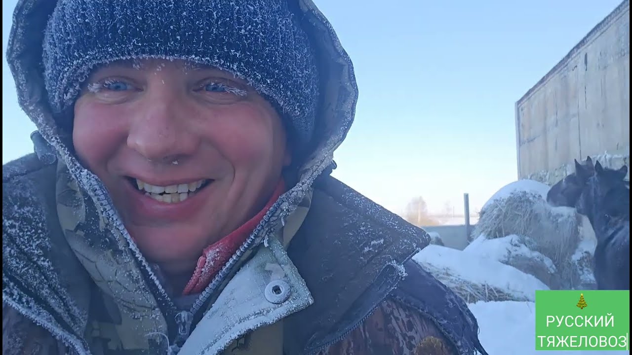 Табун Русских тяжеловозов в декабре, после затяжных 40°С морозов. Дикая природа северного Казахстана