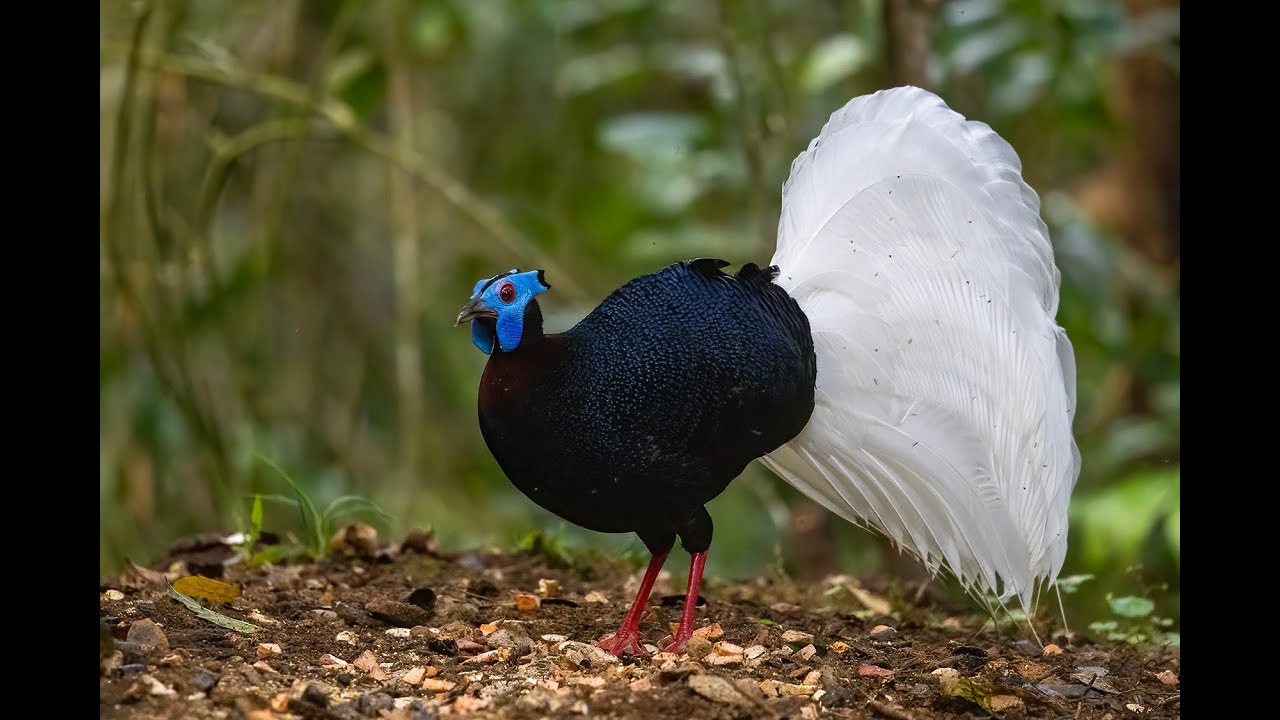 Bulwer's Pheasant in Borneo