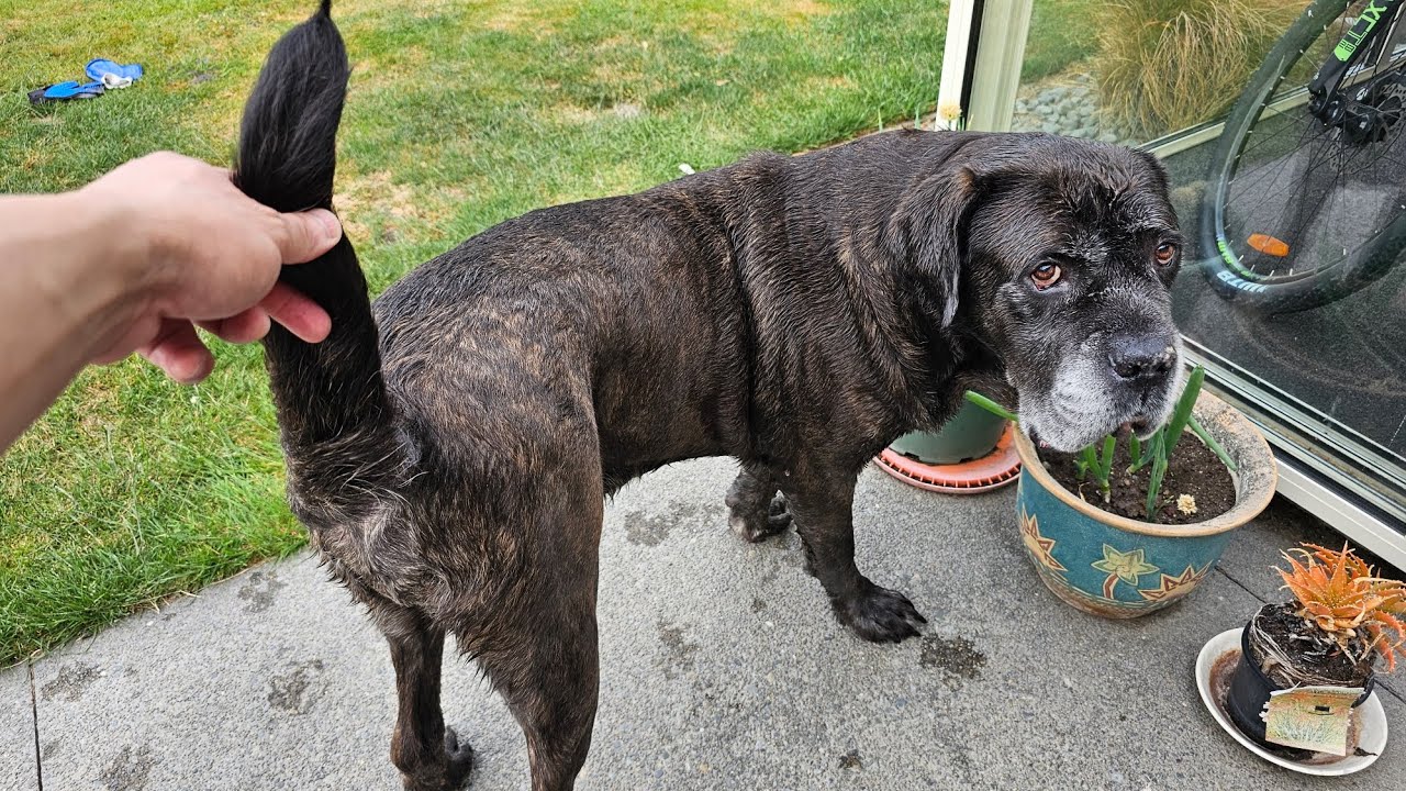 Take care of Cane Corso's butt