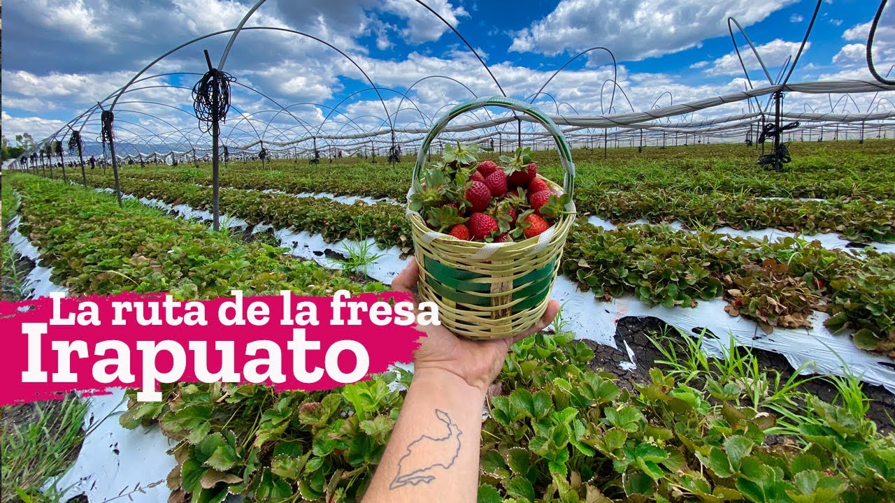Conociendo Irapuato Guanajuato en la ruta de la fresa
