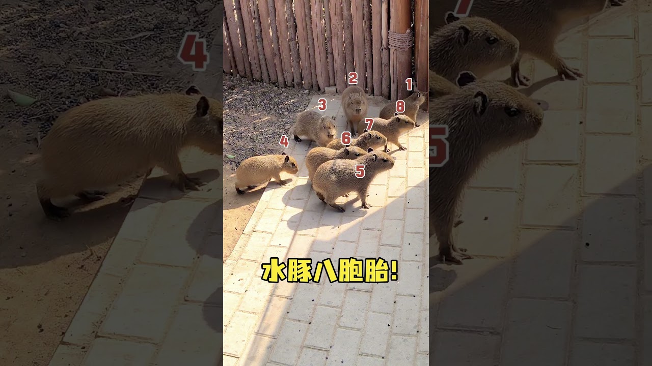 capybara 卡皮巴拉 豚門人速進 小小水豚八胞胎在此🥰 #capybara #水豚 #水豚君 #卡皮巴拉 #呆萌 #cute #可愛い #萌寵 #療癒 #short